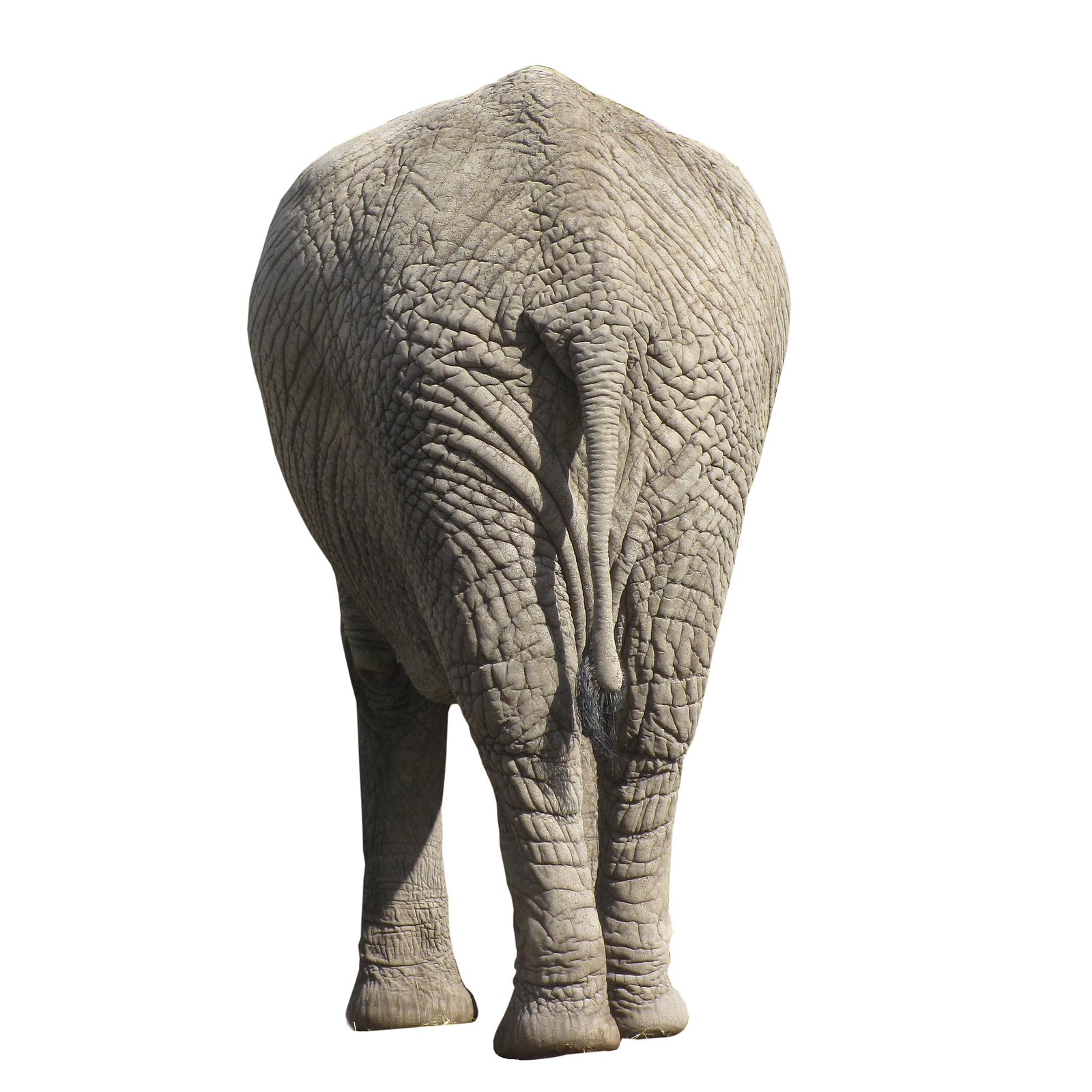//www.the-grey-elephant.com/wp-content/uploads/2022/08/bigstock-Elephant-Isolated-On-White-Bac-301431841.jpg